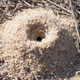 Illustration for article titled Ants Have Been Using Internet Algorithms For Millions of Years